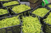 无硫金针菜烘干如何保持品相？不发黑？