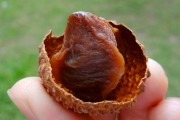 如何选择荔枝烘干机改善荔枝干果？