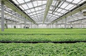 除湿器如何解决高湿度、多种危害的温室除湿问题？