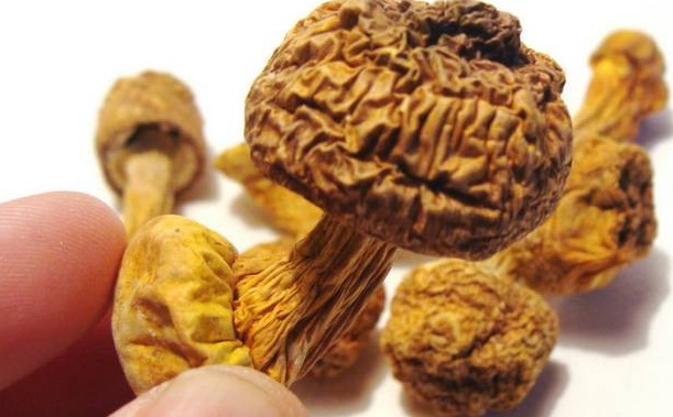 巴西菇、姬松茸烘干机-怎样烘干色泽好且菇体褶片完整？
